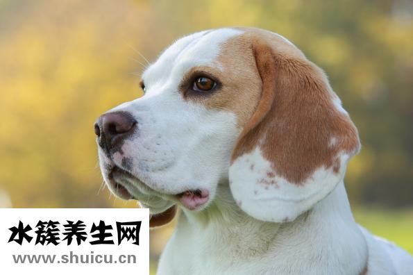獵狗怎么挑選