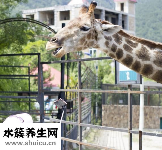 絨褲邊怎么織