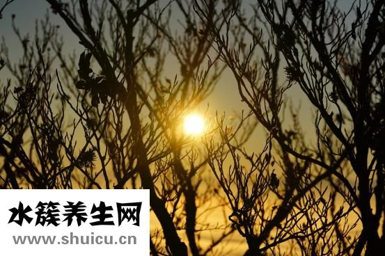 狗癢怎么辦