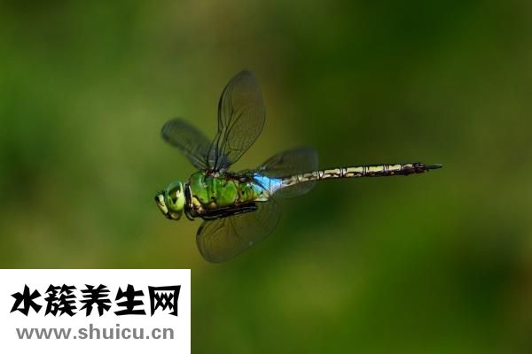 藥芹怎么炒