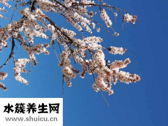獵人怎么寶寶