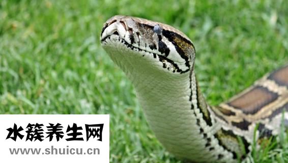 小黑魚怎么釣