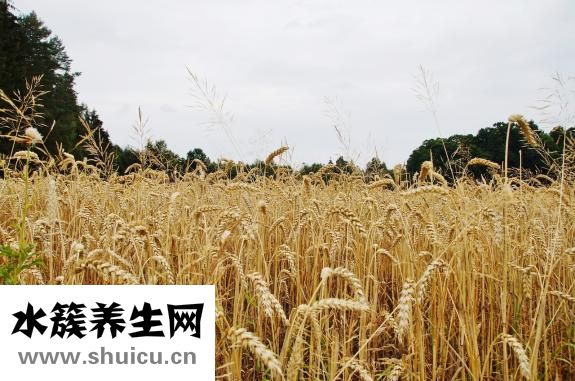 生燕麥片怎么煮好吃