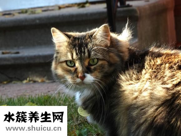 怎么自學寵物獸醫