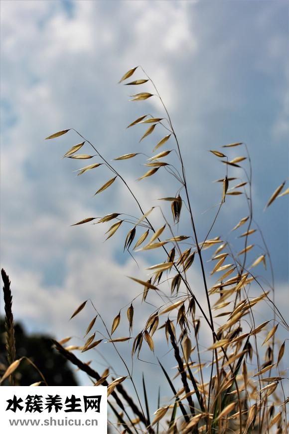 生燕麥片怎么煮好吃