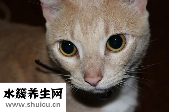 怎么自學寵物獸醫