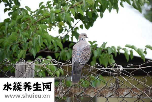 小黑魚怎么釣
