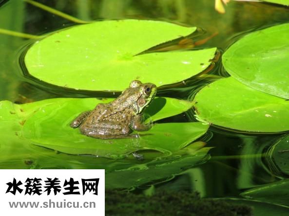 石指甲怎么養殖