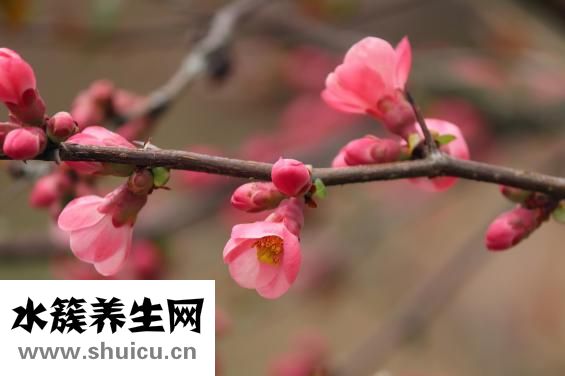 怎么摘木瓜