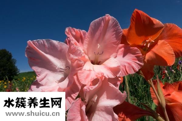 菖蒲怎么配土