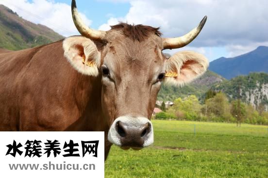 山貍肉怎么吃