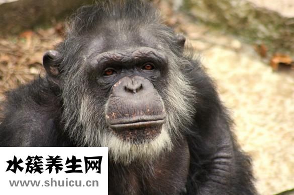 檳榔怎么保存