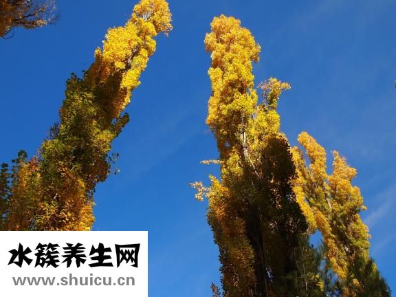 楊樹葉怎么吃