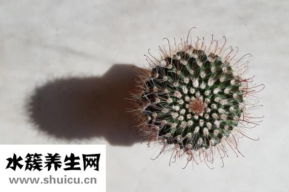 眼皮上肉多怎么辦