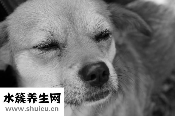 怎么自學寵物獸醫