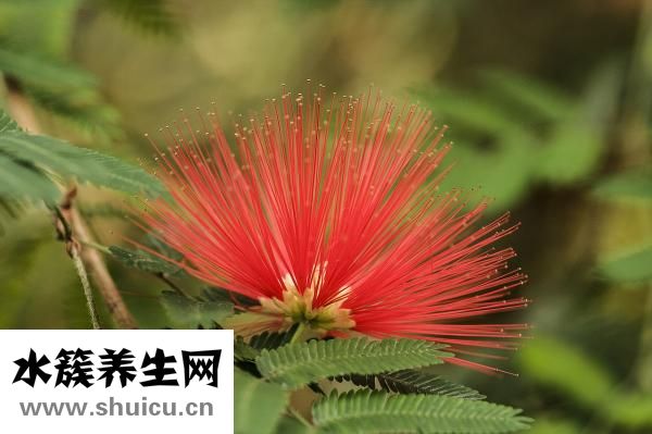 怎么畫仙子