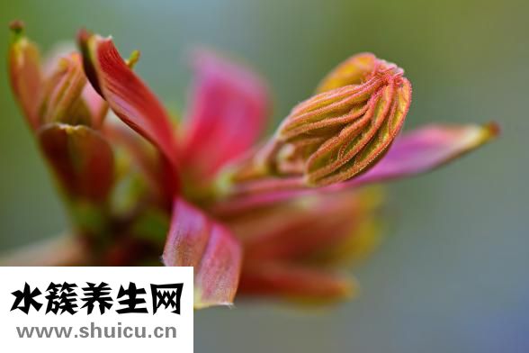 智障怎么辦