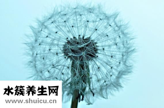 怎么畫仙子