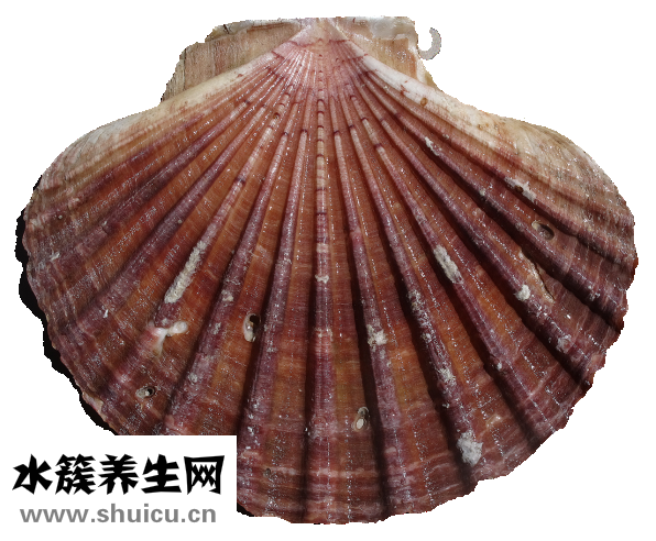 扇貝怎么挑