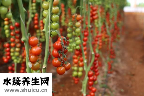 舌強語謇怎么治療