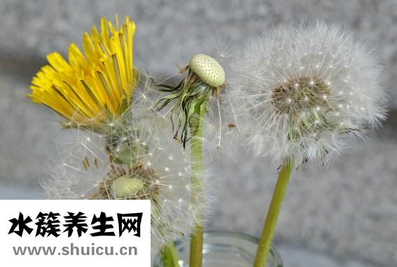 扁豆怎么種