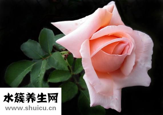怎么撫摸陰帝