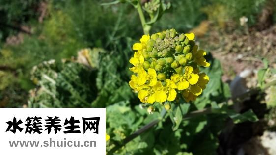 舌強語謇怎么治療