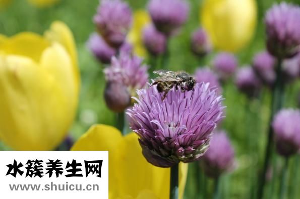 蜂蜜膏怎么喝