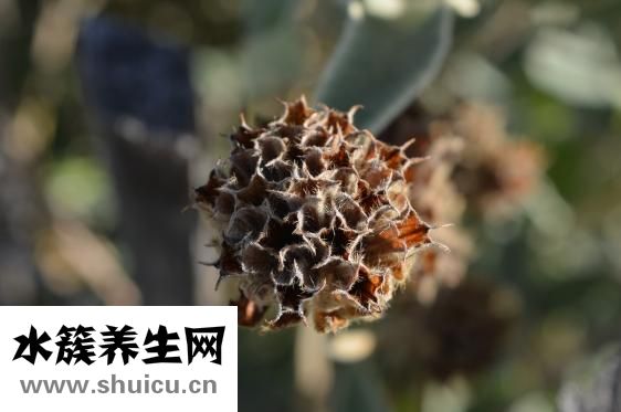 扁豆怎么種