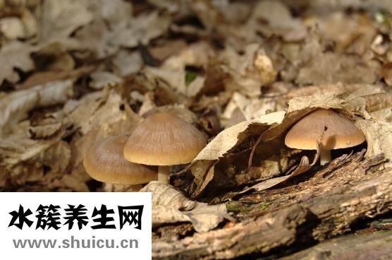 蘑菇怎么傳播