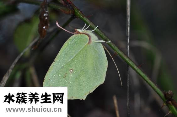 股癬怎么洗