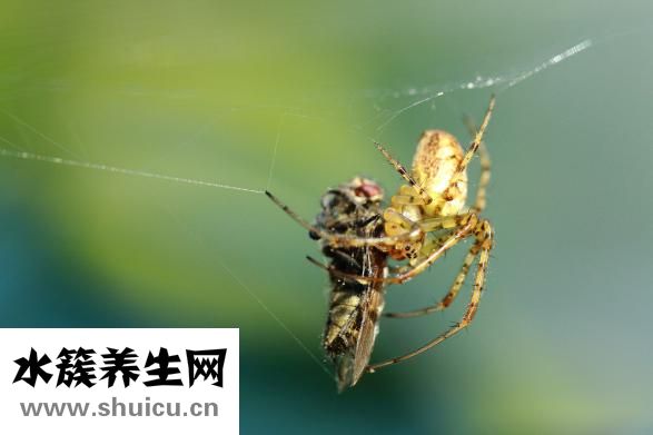 蝙蝠怎么趕走