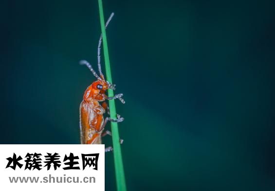 癱瘓怎么治療