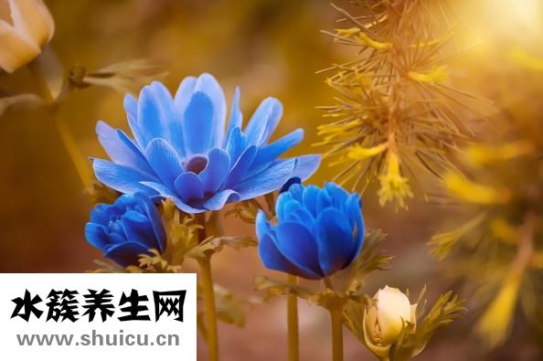 血液粘稠怎么預防