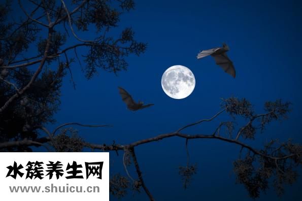 蝙蝠怎么趕走