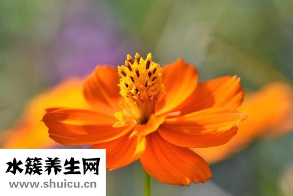 癱瘓怎么治療