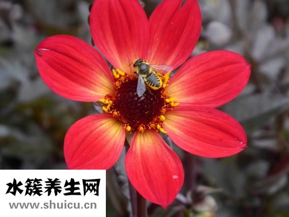 蜂箱怎么防腐