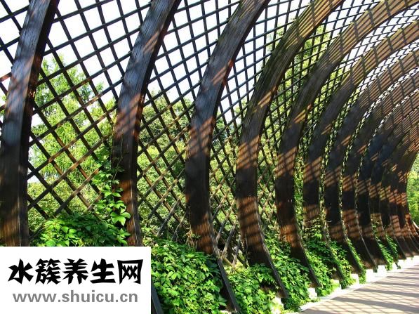 熟豬肝怎么拌