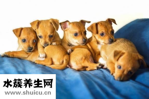 狗耳毛怎么拔