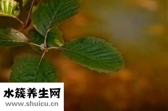 香菜怎么曬