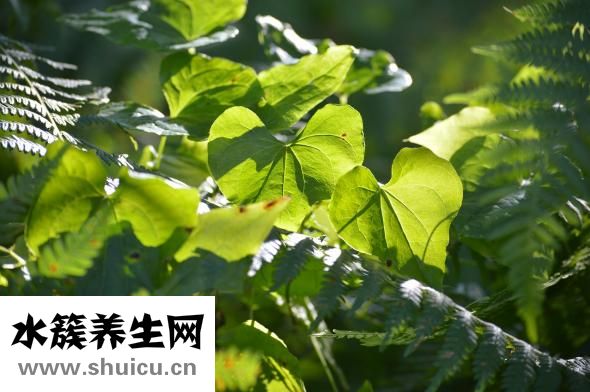 香菜怎么曬