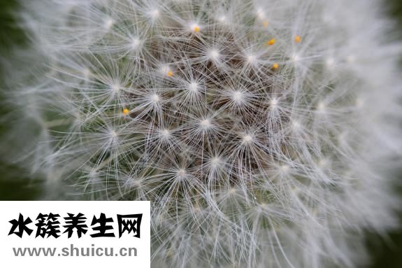 魚缸水草種子怎么種