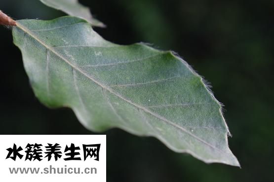 香菜怎么曬