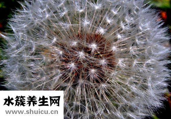 魚缸水草種子怎么種