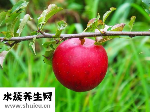 亞當與夏娃怎么玩