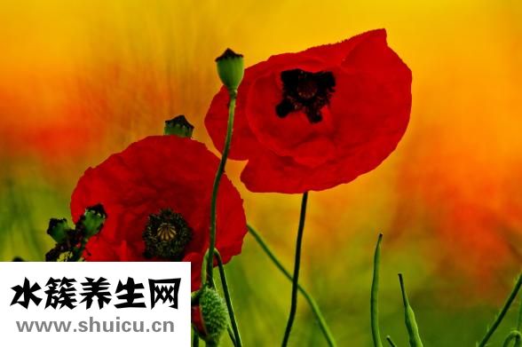 內向罵不過怎么辦