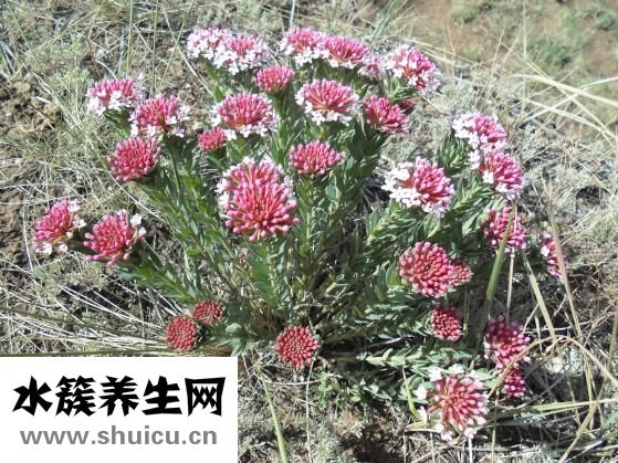 黃土湯怎么配