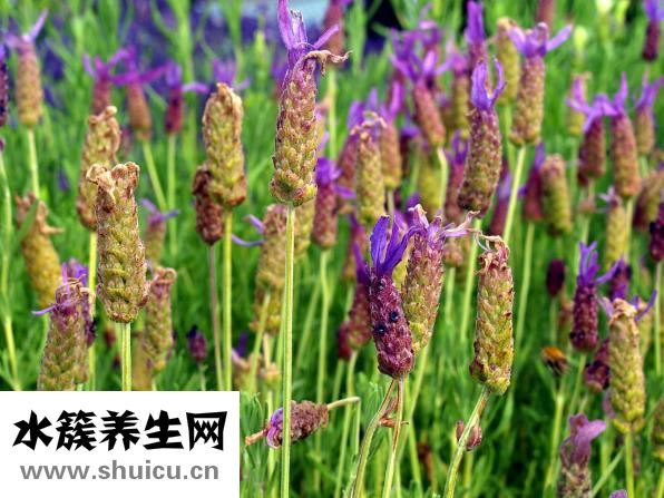 額頭長油脂粒怎么辦
