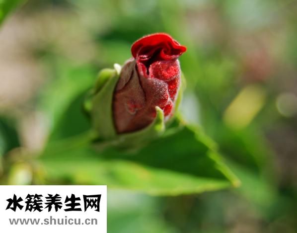 內向罵不過怎么辦