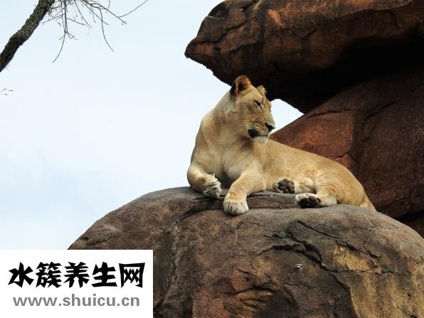 野生動物怎么吃